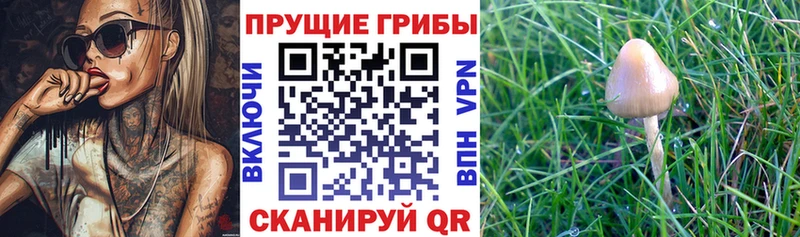 Псилоцибиновые грибы Psilocybine cubensis  Заречный 